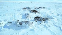 Imagen de Línea Sur: salen al rescate de ovejas y chivos sepultados por grandes nevadas