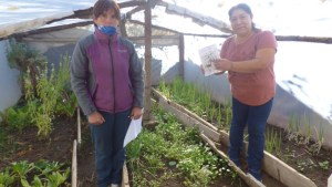 6 mil familias de Neuquén armaron su huerta durante la pandemia