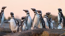 Imagen de Islote Lobos: la asombrosa fauna de la joya oculta del golfo San Matías