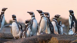 Islote Lobos: la asombrosa fauna de la joya oculta del golfo San Matías