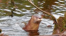 Imagen de Captaron un mamífero en peligro de extinción en el Parque Nahuel Huapi