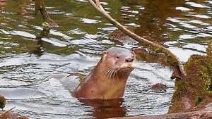 Captaron un mamífero en peligro de extinción en el Parque Nahuel Huapi