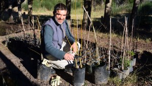 El vivero de Viedma se suma al rescate del único sauce nativo de América del Sur