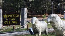 Imagen de Las Ovejas volverá a fase uno hasta el domingo, por un contagio de coronavirus