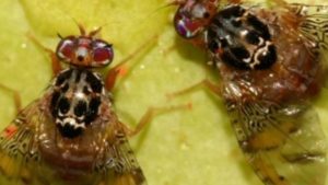 Detectan un brote de mosca de los frutos en Cinco Saltos