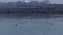 Imagen de Impulsan la creación de una reserva urbana entre Bariloche y Dina Huapi