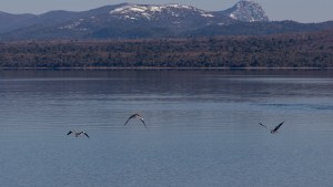 Impulsan la creación de una reserva urbana entre Bariloche y Dina Huapi