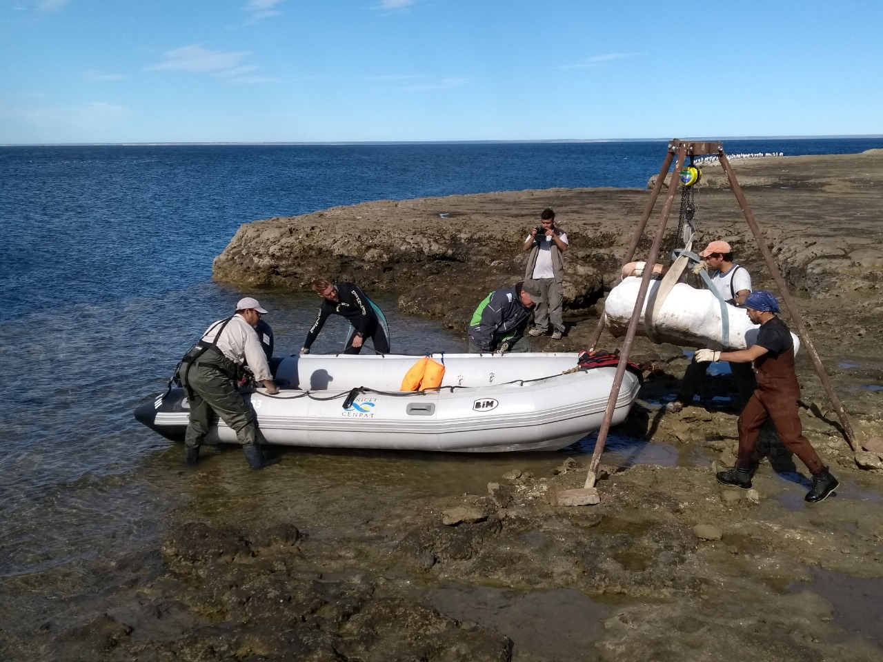 Investigadores usaron un bote para acercarse y recuperar los restos de un ejemplar excepcional. 