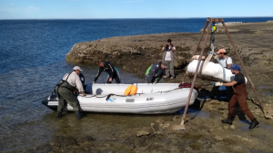 Cómo fue el tenaz rescate de fósil de ballena de 10 millones de años en la Patagonia