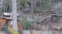 Imagen de Bariloche: talan coihues ante el temor de que caigan sobre las aerosillas