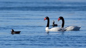 Día del Padre: tres animales ejemplares del bosque andino patagónico