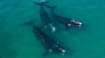 Imagen de Las Grutas: tres ballenas nadaron muy cerca de la costa