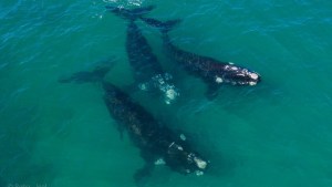 Las Grutas: tres ballenas nadaron muy cerca de la costa