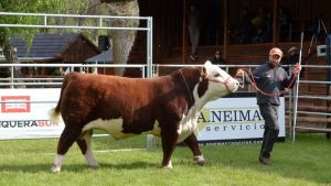 Habrá un «mercado libre»  con las mejores vacas de Neuquén