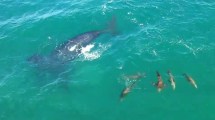 Imagen de La ballena y los lobos marinos: un juego en Las Grutas que se hizo viral