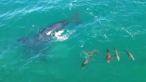 La ballena y los lobos marinos: un juego en Las Grutas que se hizo viral