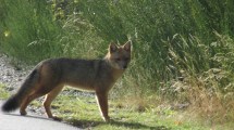 Imagen de Un zorro colorado cerca: qué hacer ante un encuentro con fauna silvestre