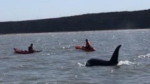 Imagen de El video de orcas nadando junto a un grupo de pescadores en El Cóndor