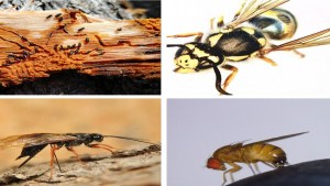 Hay cuatro insectos exóticos que complican la vida en la Patagonia