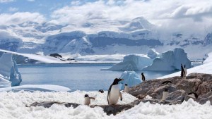 Por qué Argentina y Chile quieren un área protegida marina en la Antártida