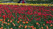 Imagen de El campo de tulipanes que florece en Bariloche