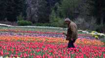 Imagen de Pedro Smekal da vida a los tulipanes en su chacra de Bariloche