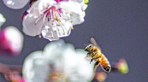 Imagen de Tiempo de florecer: comenzó el concurso de fotos de primavera