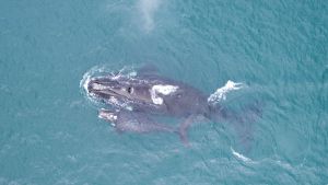 Dónde van las ballenas francas cuando los seres humanos no están cerca