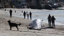 Imagen de Hallaron muerto en Las Grutas un ejemplar de ballena sei