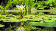 Imagen de Estanques en el jardín, una invitación a la paz