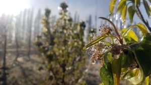 Te contamos si siguen las heladas este miércoles en la región: mirá el pronóstico