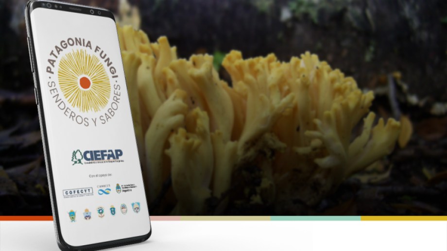 La nueva aplicación para saber si se trata de un hongo comestible. Se llama Patagonia Fungi