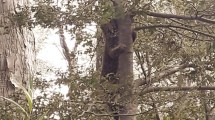 Imagen de Registraron un gato huiña en la cuenca del lago Lácar en Neuquén