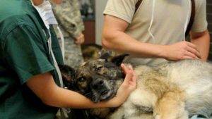 La medicina holística en la veterinaria