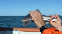 Imagen de El gatuzo, bajo amenaza de extinción en el Mar Patagónico