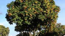 Imagen de La Peña: El juego prohibido con las naranjas de la calle