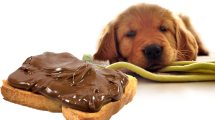 Imagen de Por qué el chocolate es tan dañino para los perros