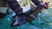 Imagen de Pesca: mirá esta trucha marrón en el lago Logog, para ir calentando motores