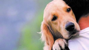 Epilepsia en perros:  cuidados y advertencias