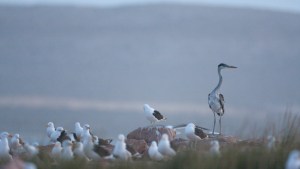 Islote Lobos a un paso de ser Parque Nacional