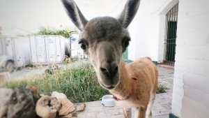 Rescataron a una cría de guanaco y la alimentan con mamadera en SAO