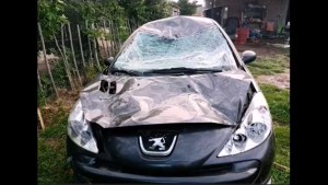 Video: una tropilla de caballos fue directo al auto de su familia en Picún