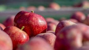Productores de peras y manzanas: AFIP implementa nuevo plan de facilidades de pago