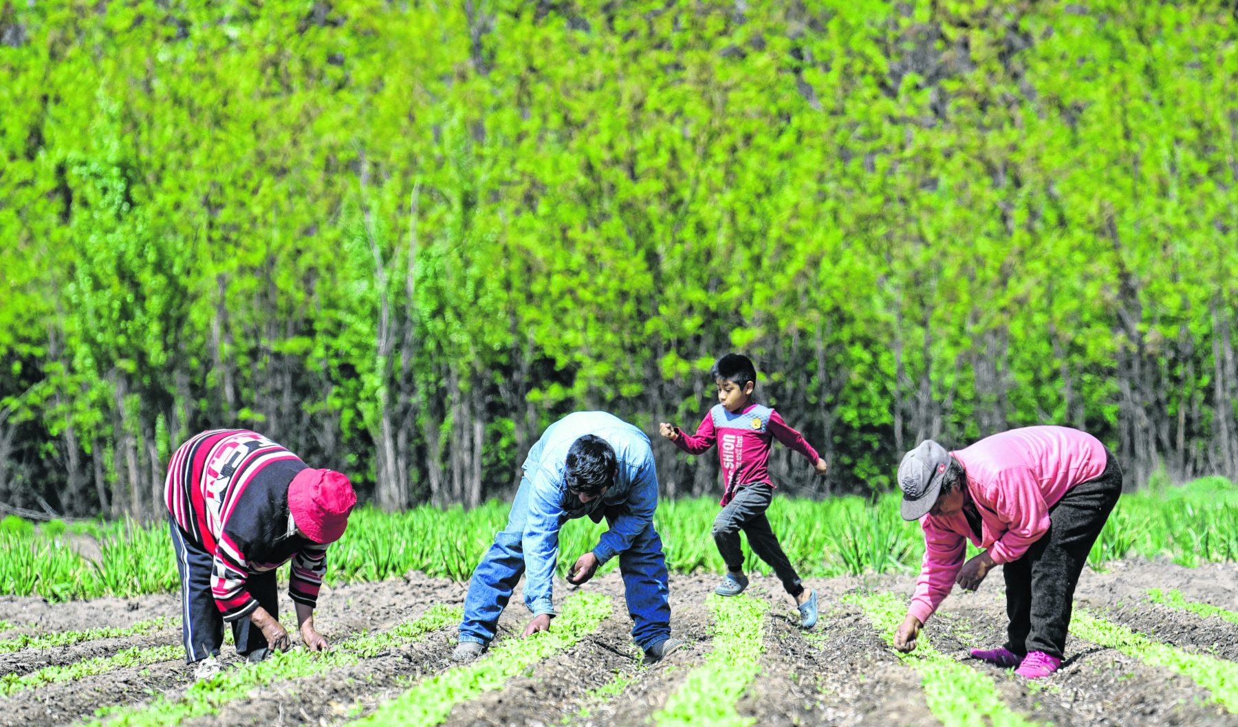  Agricultura familiar. (Archivo)