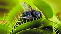 Imagen de Jardín: venus atrapamoscas, las alucinantes plantas carnívoras