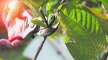 Imagen de Jardín: de un gajito, una plantita