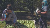 Imagen de Las peras en el mercado interno muestran un excelente cierre de temporada