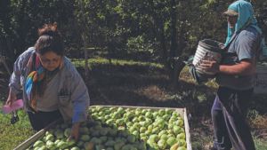 Las peras en el mercado interno muestran un excelente cierre de temporada