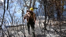 Imagen de La lucha y la prevención reducen los incendios forestales en la montaña