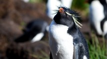 Imagen de Hacen censo con drones de los pingüinos “punk” que tienen penacho amarillo